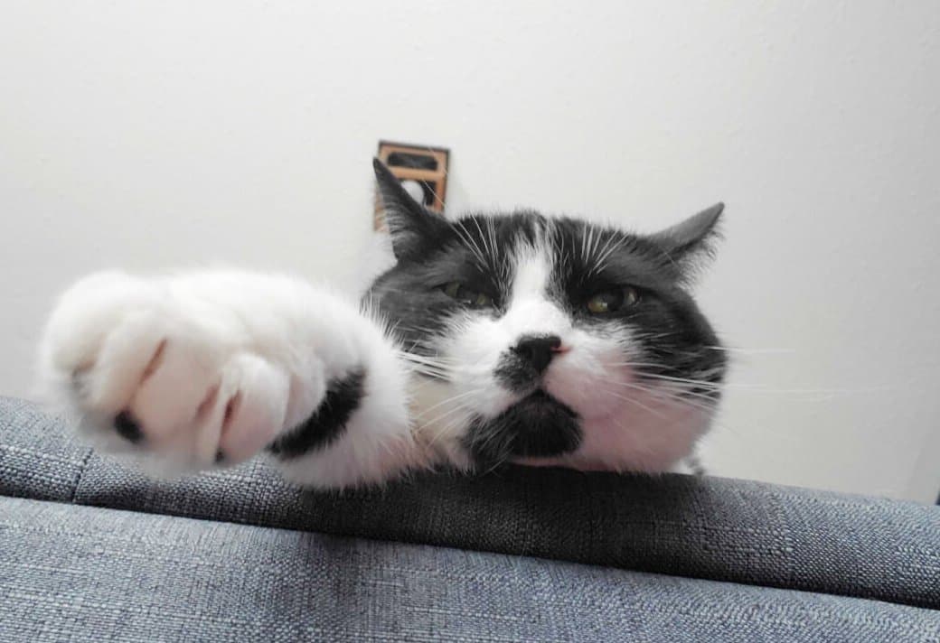Black and white cat reaching for the camera