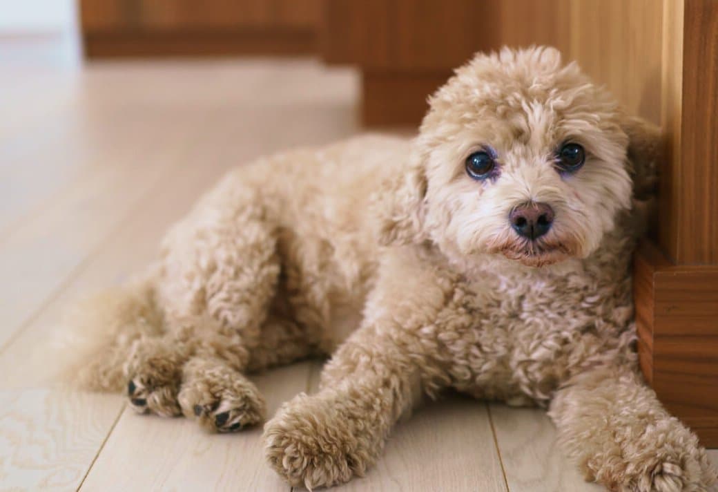 Little brown poodle sitting