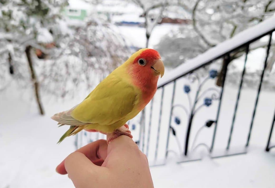Little yellow and red bird