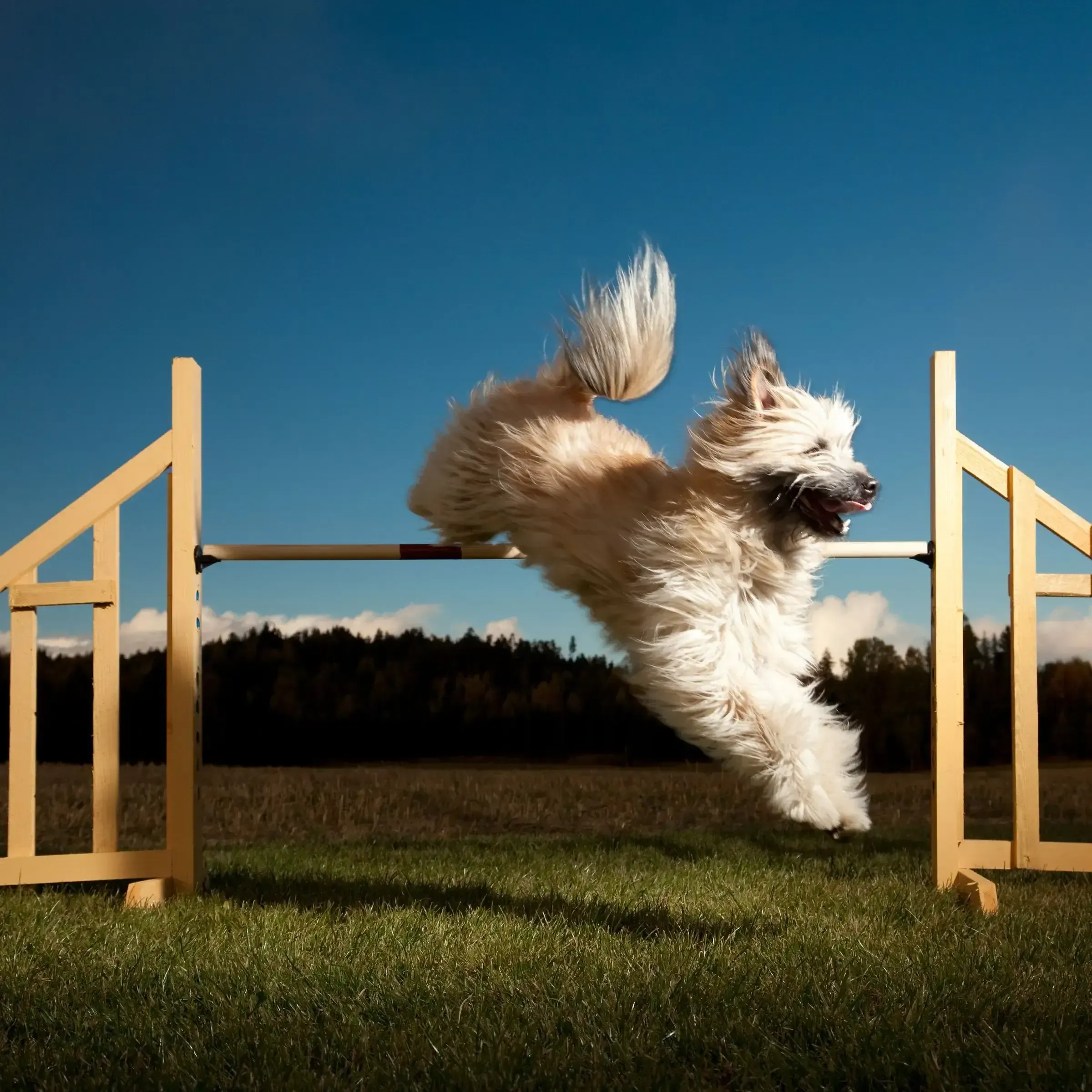 Agile dog jumping over a stick